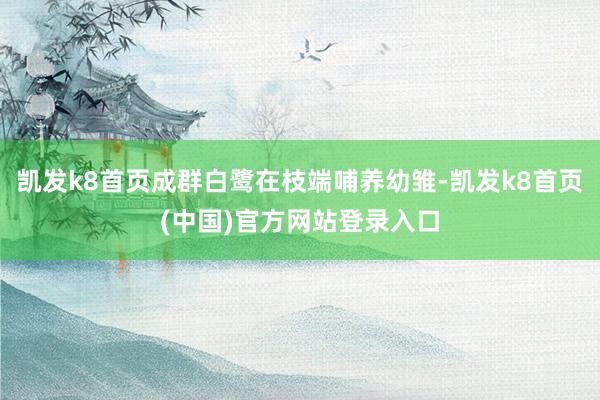 凯发k8首页成群白鹭在枝端哺养幼雏-凯发k8首页(中国)官方网站登录入口